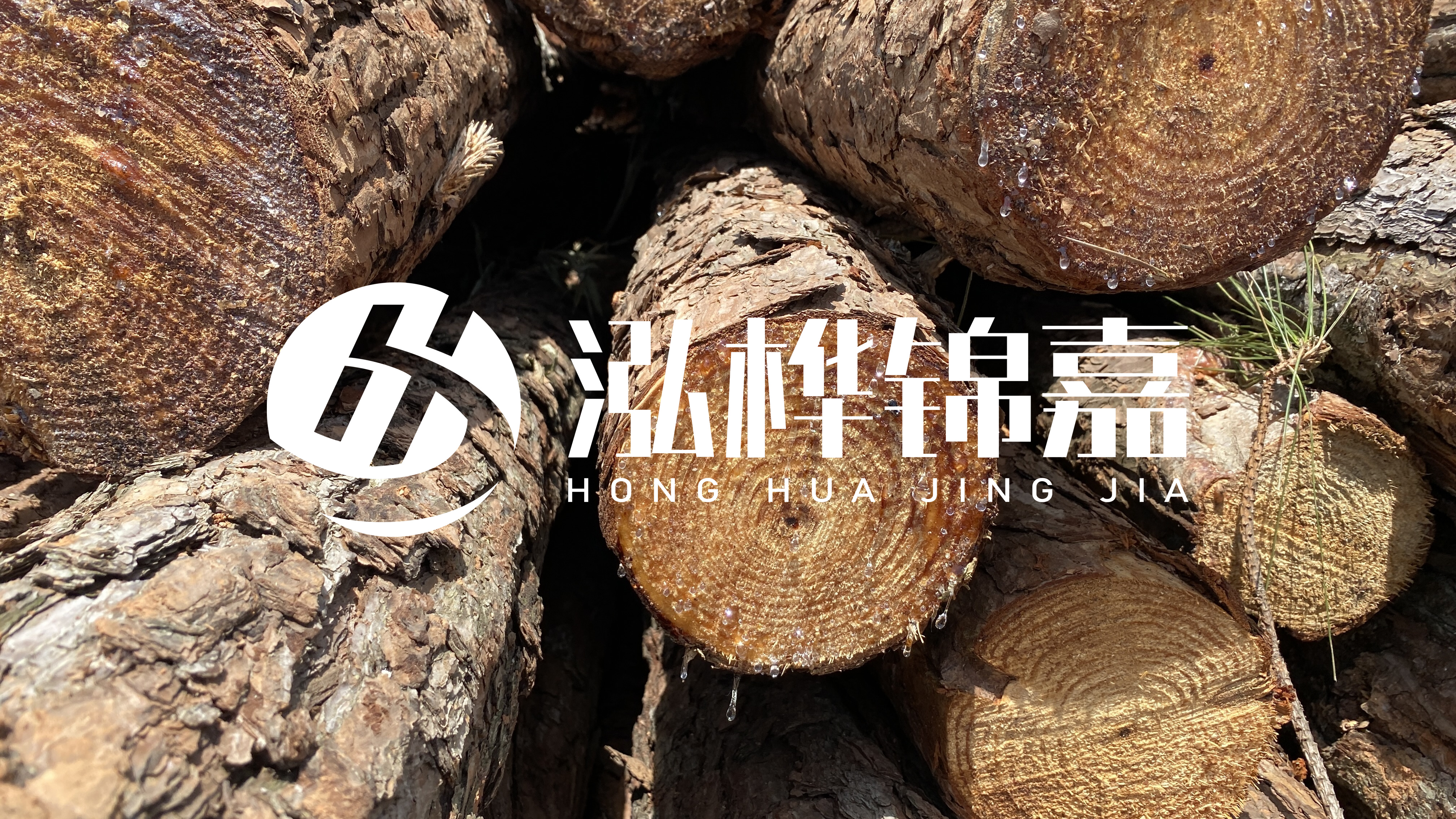 為什么要用松木樁治理河道？