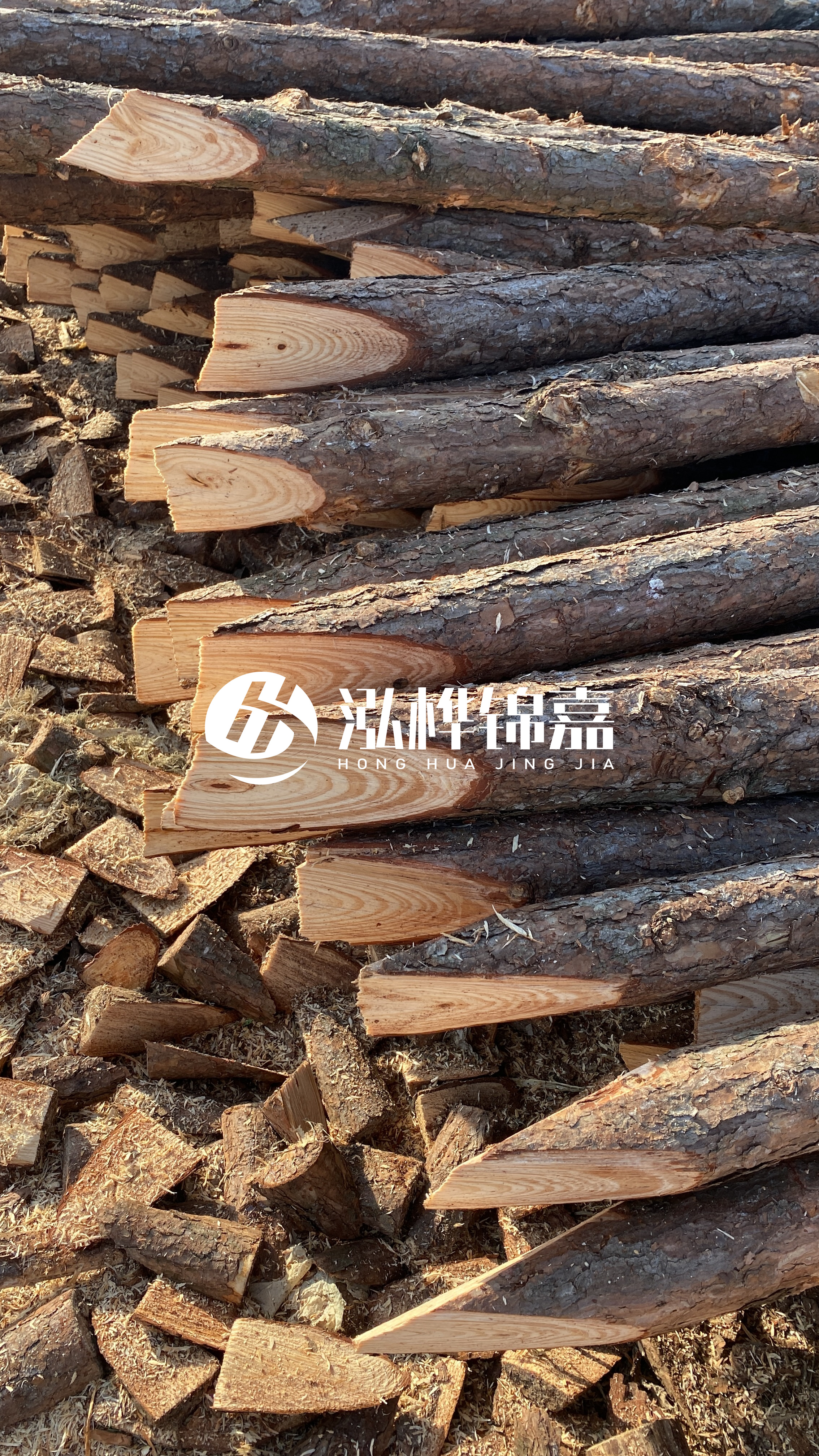 松木樁怎么分辨好壞？學(xué)會(huì)這幾招，輕松分辨松木樁好壞不踩雷！